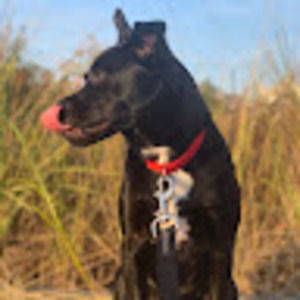 Meet your Posher, Ady